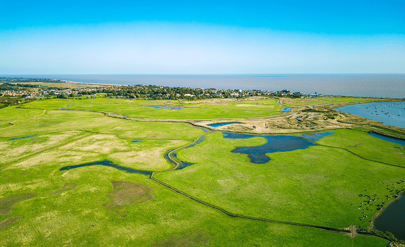 Aerial view of lush green fields